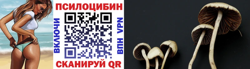 Галлюциногенные грибы Psilocybe  Нефтекумск 